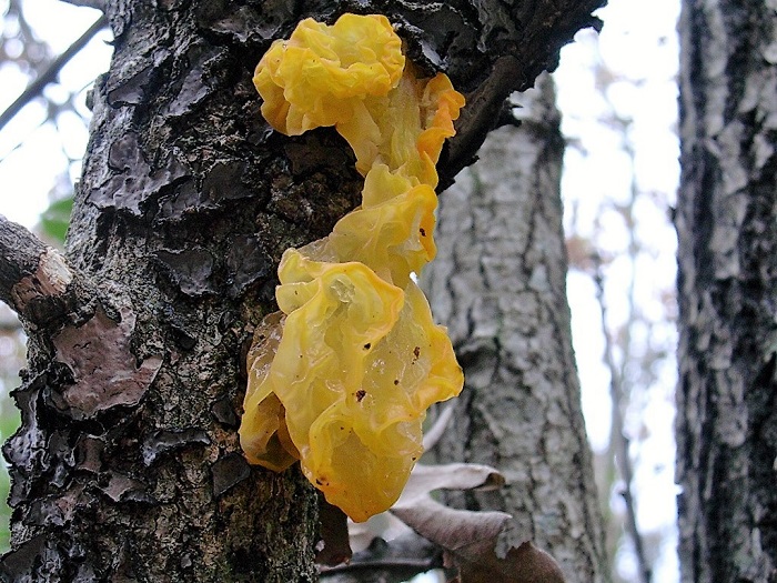 862 Dicembre vecchio ritrovamento